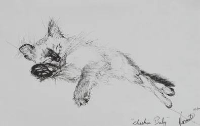 Kitty 